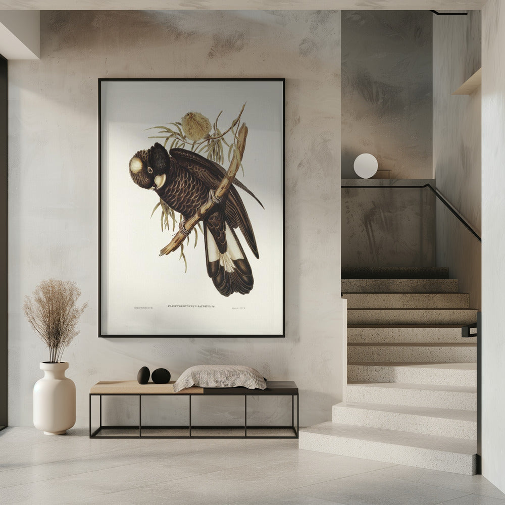 Baudin's Cockatoo Poster